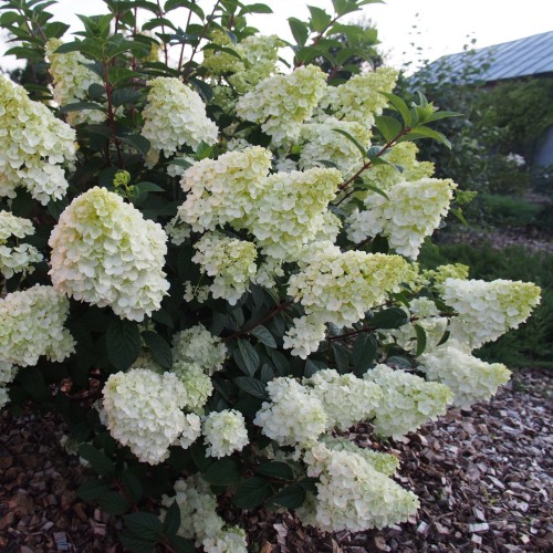 Hydrangea paniculata 'Magical Moonlight' - Aedhortensia 'Magical Moonlight' C2/2L Hydrangea paniculata 'Magical Moonlight' - Aedhortensia 'Magical Moonlight' C2/2L